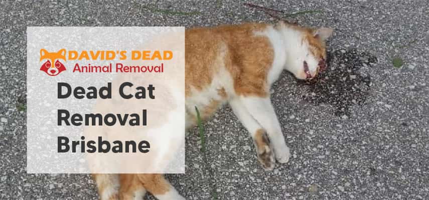 Dead Cat Removal Brisbane