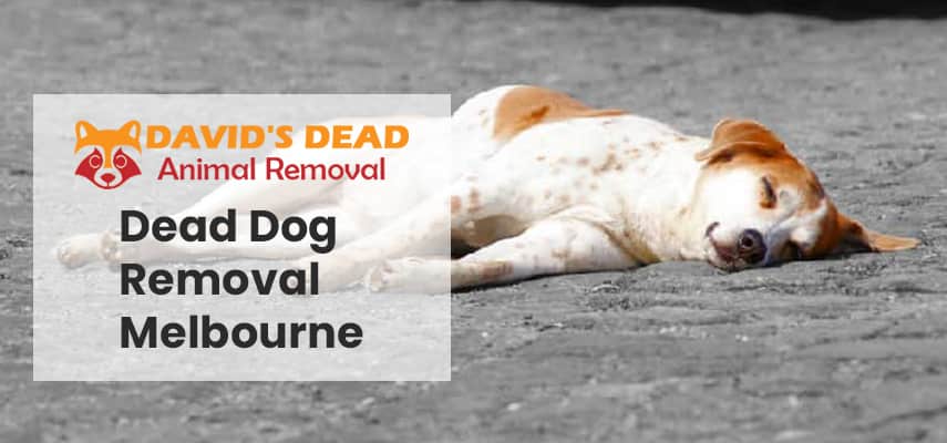 Dead Dog Removal Melbourne 1 