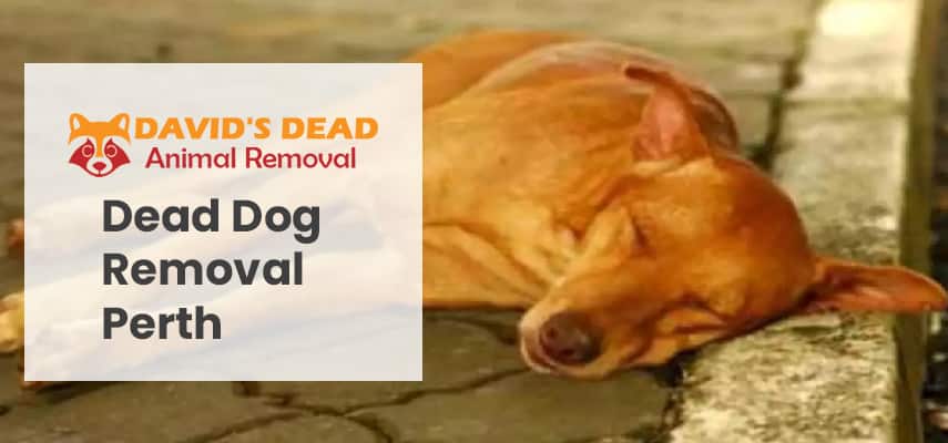 Dead Dog Removal Perth 