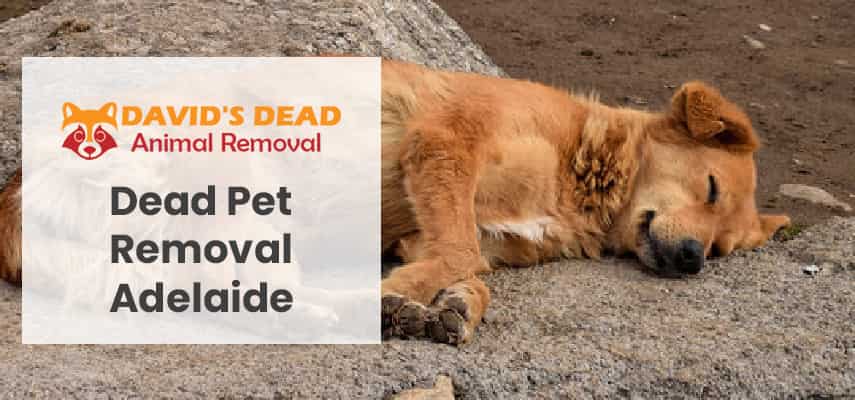 Dead Pet Removal Adelaide