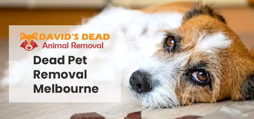 Dead Pet Removal Melbourne 1 