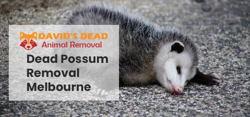 Dead Possum Removal Melbourne