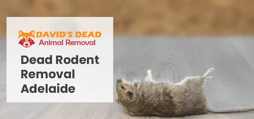 Dead Rodent Removal Adelaide
