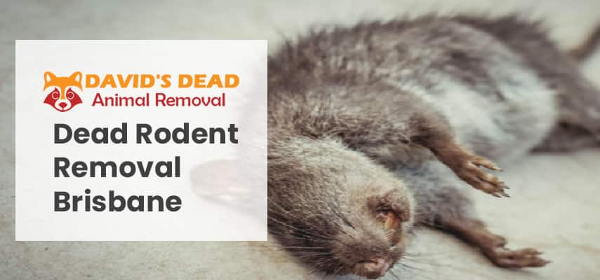 Dead Rodent Removal Brisbane