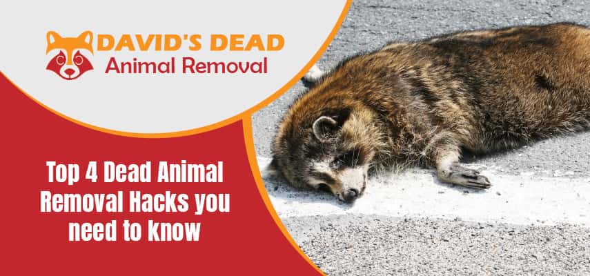 Dead Animal Removal | Top 4 Ways To Remove Dead Animal