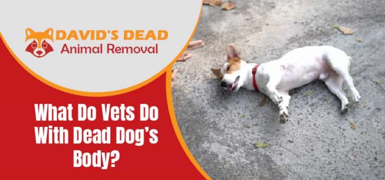 What Do Vets Do With Dead Dog’s Body