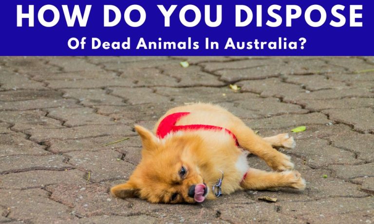 How Do You Dispose Of Dead Animals In Australia